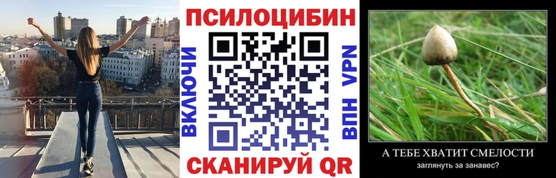 Галлюциногенные грибы Psilocybe  Купить  Михайлов 